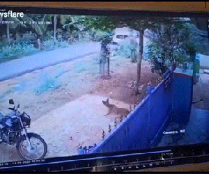 Tài xế say rượu, ô tô lộn vòng, hành khách sống sót thần kỳ