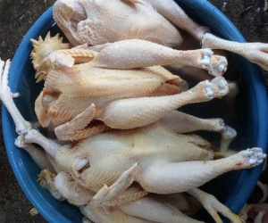 Sự thật gà ri đặc sản 45.000 đồng/con bán tràn 'chợ mạng'