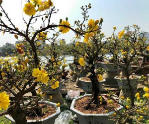 Bỏ 150 triệu buôn hoa Tết: 15 ngày 'xương máu', lỗ 50 triệu, gầy sụt 3kg