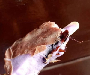 Ăn gần hết que kem mới phát hiện nguyên chú gián 'béo ngậy' ẩn giấu bên trong
