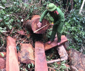 Hơn 100 chiến sĩ công an triệt phá kho gỗ quý