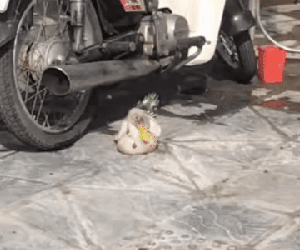 Chú vịt 'sành điệu' được mặc quần áo mỗi ngày 1 bộ, nhuộm lông đầu, đeo vòng cổ khiến ai cũng phải nhìn ở ngã tư Bạch Mai - Phố Huế