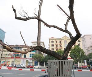 Những cây sưa đỏ 'mang giáp sắt', lắp camera theo dõi đã chết khô: Người Hà Nội xót xa, lo lắng