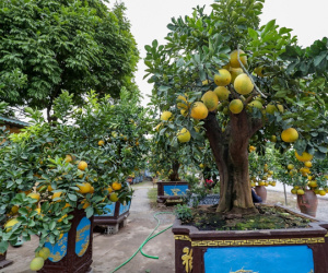 Vườn bưởi cảnh tiền tỷ vào vụ Tết