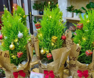 Tùng thơm mini giống hệt cây thông đắt khách Noel 2020