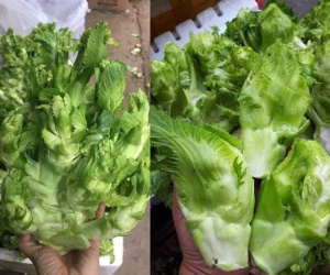 Sự thật đằng sau rau mầm đá xanh mướt giá 20.000 đồng/kg khiến ai cũng phải dè chừng