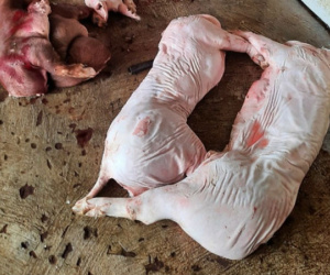 Phát hiện gần 1 tấn thịt lợn thối chuẩn bị đưa đi tiêu thụ