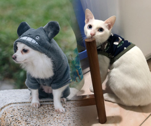Hà Nội rét đậm rét hại, các boss cũng 'lên đồ' cưng xỉu mỗi khi ra đường!