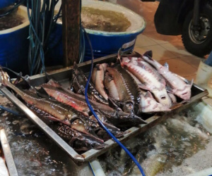 Nguồn gốc cá tầm nhập khẩu rẻ không ngờ bày bán khắp chợ