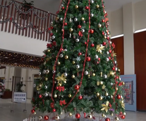 Video: Gần 100 cây thông Noel ở điểm check-in Giáng sinh đặc biệt nhất Hà Nội