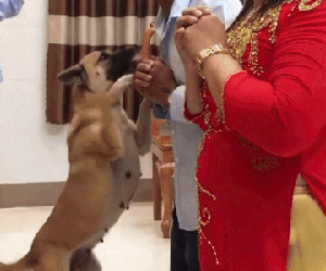 'Boss' phá đám cưới khi 'sen' đang làm lễ gia tiên cho con gái
