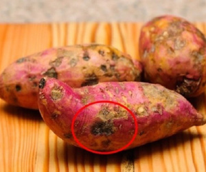 2 mẹ con tử vong sau 3 tháng phát hiện ung thư, bác sĩ nói 'thủ phạm' chính là món cháo mà họ ăn hàng ngày