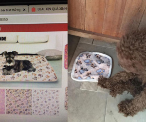 Hí hứng săn được chiếc chăn mới cho chó cưng, cầm sản phẩm nhận được 'y như cái lót nồi', cả chủ lẫn boss đều giận tím người