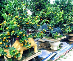 Video: Trâu 'cõng' quất bonsai bạc triệu, trồng ngàn cây vẫn không đủ bán