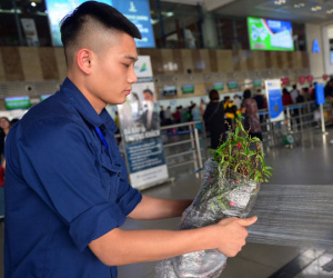 Các hãng hàng không nhận vận chuyển cành đào, cành mai dịp Tết Tân Sửu 2021
