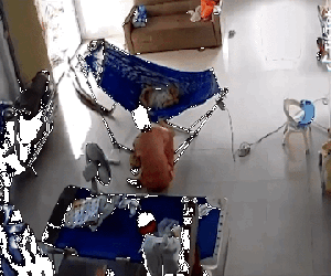 Video: Trăn khủng bò vào nhà, mẹ ôm con nhỏ tháo chạy