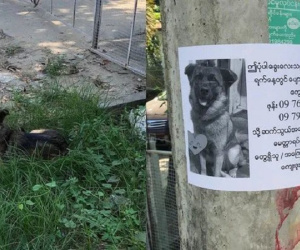 Boss có IQ vô cực: Thấy chân dung in trên tờ rơi tìm chó đi lạc giống mình, bèn ngồi cạnh ung dung chờ sen đến đón