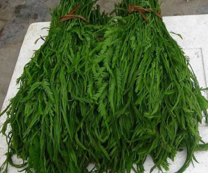 Đặc sản đứng xa cả mét vẫn bốc mùi hôi thối, dân đua nhau mua về thưởng thức