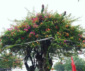 Trả 400 triệu, đại gia không mua nổi cây hoa giấy ngũ sắc 100 tuổi chơi Tết