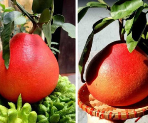 Bưởi vỏ đỏ như son, hàng cực 'độc' chơi Tết giá 500.000 đồng/quả vẫn 'cháy hàng'
