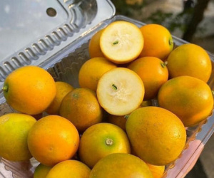Loại quất lạ không có nước, đặc ruột giòn ngọt tràn về chợ Việt