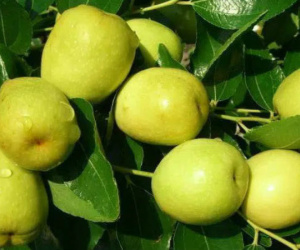 Thứ quả 'quốc dân' này không ngờ chứa lượng vitamin nhiều gấp 10 lần cam quýt: Trị bệnh tốt nhưng có 5 nhóm người không nên ăn