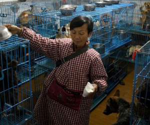 Chuyện về người phụ nữ chung sống với hơn 1000 con chó, 100 con mèo và 4 con ngựa: Đây là những gì xảy ra mỗi ngày trong ngôi nhà đó