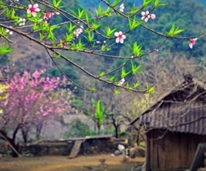 Sơn La lần đầu dán tem đào vườn dân trồng, phân biệt với đào rừng