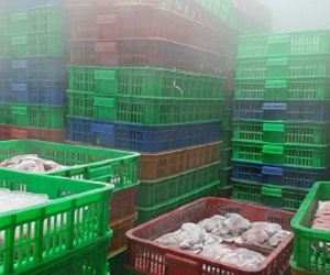 Cơ sở thực phẩm mua hơn 5 tấn lá lách bò, sụn gà... nhưng không có tờ giấy chứng nhận nào