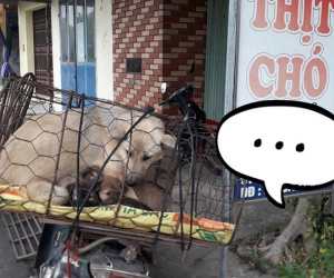 Hình ảnh 'chó mẹ tranh thủ cho đàn con bú những giọt sữa cuối cùng trước khi bị giết thịt' gây xúc động trên MXH