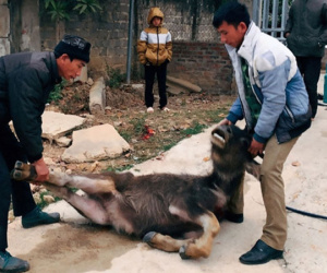 Lai Châu xử lý trách nhiệm người đứng đầu khi để gần 130 con gia súc chết rét