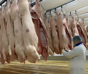 Nhập nửa triệu con lợn Thái Lan, mùa Tết giá thịt vẫn ồ ạt tăng