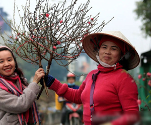 Đào được mùa cắt tới đâu bán hết tới đó, người dân Nhật Tân phấn khởi vì Tết năm nay 'bánh chưng có thịt'!