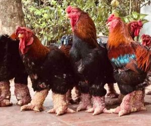 Trả 20 triệu đồng vẫn không mua nổi cặp chân gà Đông Tảo ăn Tết