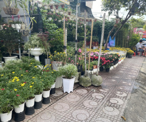 Hoa kiểng Tết đổ ra đường bán sớm, giá còn khá rẻ