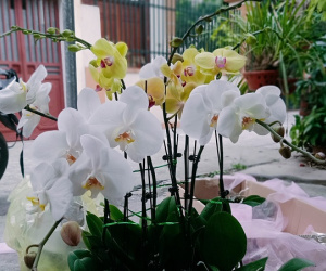 Đến hẹn lại lên, hai chàng kỹ sư đút túi hơn 100 triệu ăn Tết