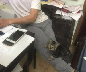 Dọa sẽ 'ném ra đường' khi con gái định nuôi mèo và cái kết không thể ngờ mỗi sáng ngủ dậy