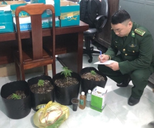 Lên MXH đặt mua hạt cần sa về trồng tại nhà