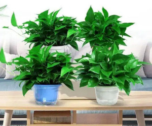 Trồng cây nào giúp mang lại sự giàu có, sung túc cho 12 con giáp?