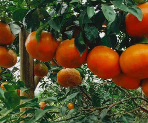 'Thủ phủ' cam bù nức tiếng Hà Tĩnh chín mọng chờ thu hoạch dịp Tết