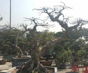 Ngắm cây sung thế lạ chờ đại gia ngã giá tiền 'khủng' mang về chơi Tết