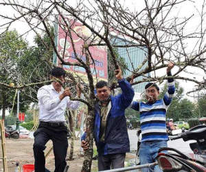 Người dân Nghệ An được tự do buôn bán đào như mọi năm