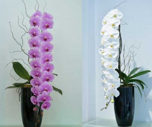 3 loại hoa lan 'đắt xắt ra miếng' những nhà có tiền hay chọn mua dịp Tết