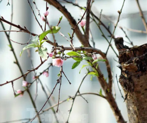 Dân buôn giới thiệu đào cổ thụ trồng ở Sơn La giá hơn 30 triệu đồng