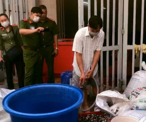 Đột kích cơ sở mỗi ngày tuồn hàng tấn ốc 'ngậm' hóa chất ra thị trường