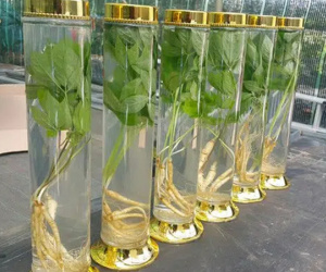 Rượu từ mầm sâm Hàn Quốc lần đầu tiên được trồng tại Việt Nam thu hút thị trường Tết Nguyên đán