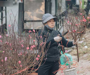 Ảnh: Trời lạnh sương mờ, làng đào Nhật Tân khoe sắc, đúng là Tết đang đến rất gần rồi!