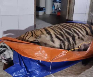 Vụ bắt hổ nằm trong nhà dân ở Hà Tĩnh: Chủ nhà là nông dân, có nuôi hươu lấy nhung