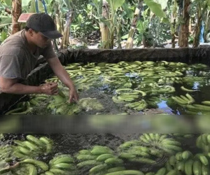 Phát hiện hơn 20 ngàn kg chuối ngâm nước, phun thuốc bảo quản không rõ nguồn gốc trước khi đưa đi tiêu thụ dịp Tết