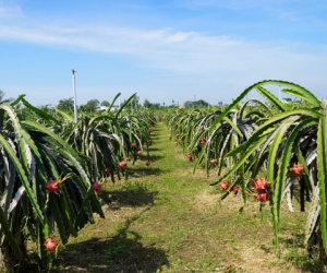 Thanh long giảm giá một nửa dịp sát Tết